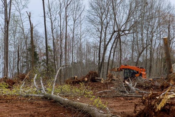 Best Lot and Land Clearing  in USA